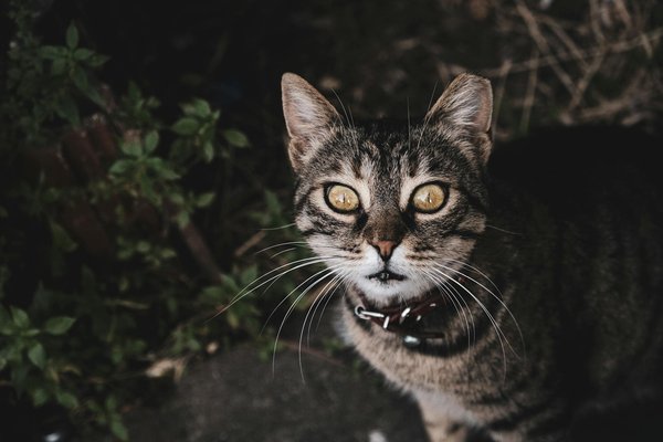 Top Tips to Stop and Tackle Fur Matting in Long-Haired Cats